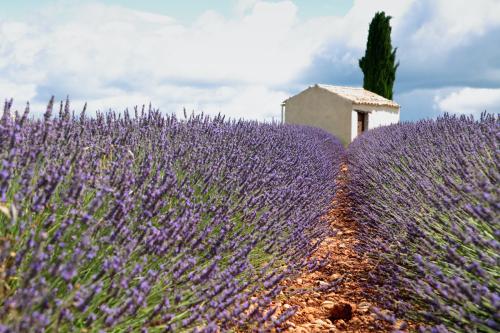 "Provence" casita en unos campos de lavanda 