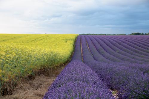 "Campos de Lavanda" Campos de Lavanda en el atardecer 